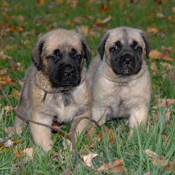 4 weeks old, pictured with Murphy (Fawn Male) on the left