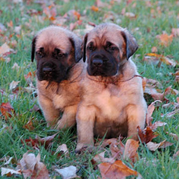 4 weeks old, pictured with Zeus (Fawn Male) on the right