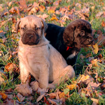 4 weeks old, pictured with Bella (Brindle Female)