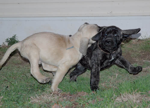 6 weeks old, pictured with Blue (Fawn Male)