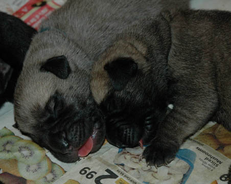 4 days old, pictured with Blue (Fawn Male) on the left