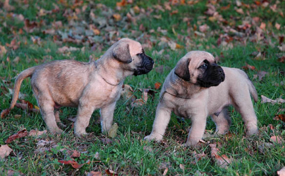 4 weeks old, pictured with Blue (Fawn Male) on the left