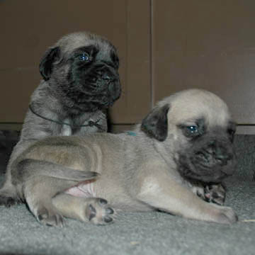 2 weeks old, pictured with Murphy (Fawn Male) in the back