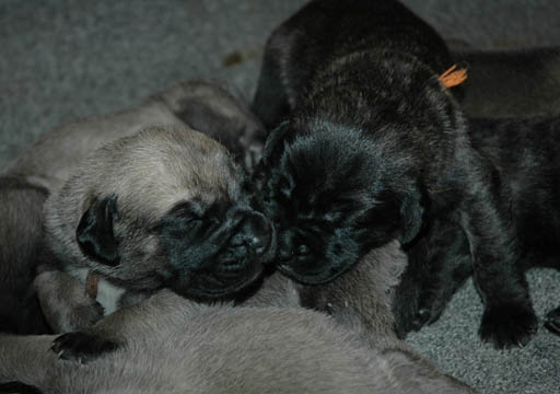 1 week old, pictured with Lenox (Brindle Male)