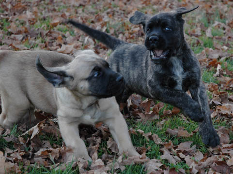 7 weeks old, pictured with Zeus (Fawn Male)