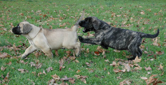7 weeks old, pictured with Lenox (Brindle Male)