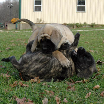 7 weeks old, pictured with Zeus (Fawn Male)