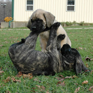 7 weeks old, pictured with Lenox (Brindle Male)