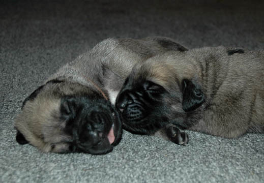 1 week old, pictured with Murphy (Fawn Male) on the right