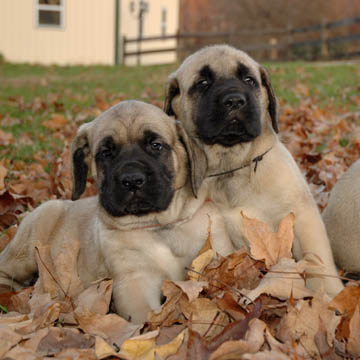 5 weeks old, pictured with Murphy (Fawn Male) on the right