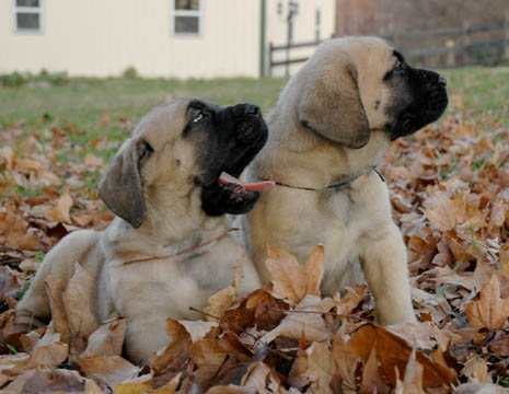 5 weeks old, pictured with Zeus (Fawn Male) on the left