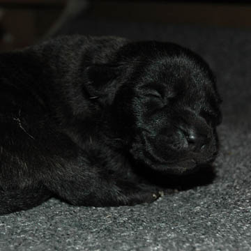 6 days old