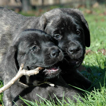 7 weeks old, pictured with Binky (Brindle Female) in the front