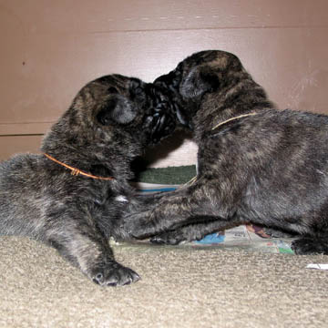 2 weeks old, pictured with Lilly (Brindle Female) on the right