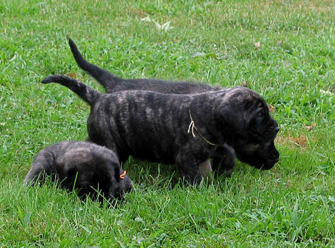 4 weeks old, pictured with Maximus (Brindle Male) laying down and Jazz (Fawn/Apricot Male) in the back