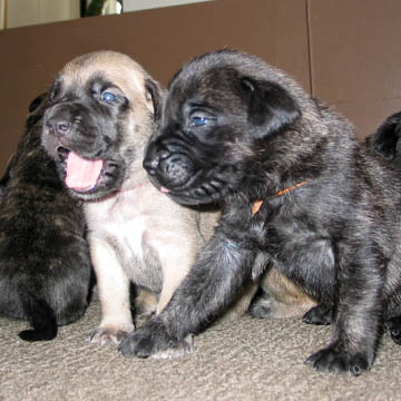 2 weeks old, pictured with Rosie (Fawn Female)