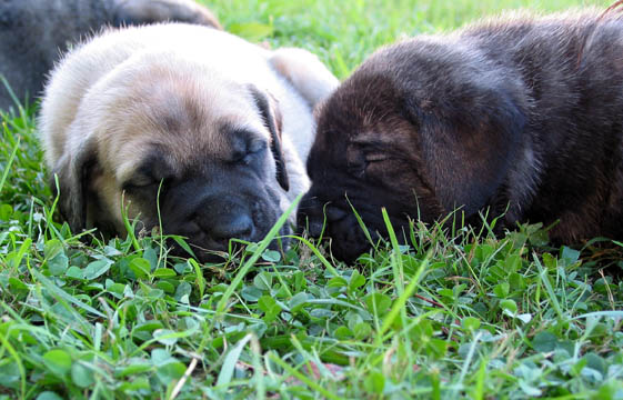 4 weeks old, pictured with Rosie (Fawn Female)