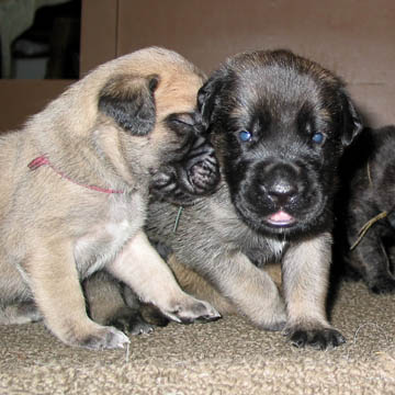 2 weeks old, pictured with Rosie (Fawn Female)