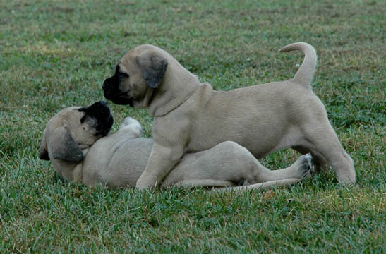 5 weeks old, pictured with Mudge (Fawn Female) laying down