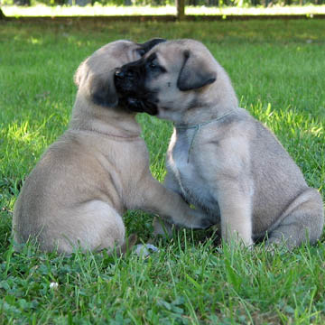 4 weeks old, pictured with Dakota (Fawn Female) on the right