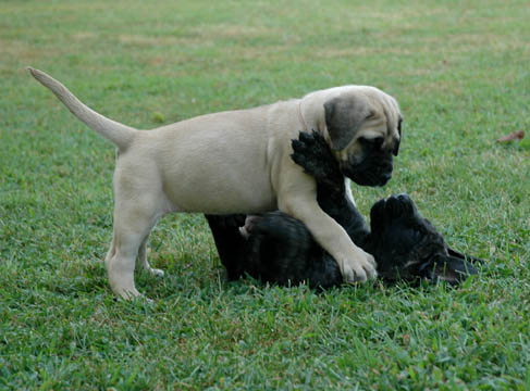 6 weeks old, pictured with Lilly (Brindle Female)