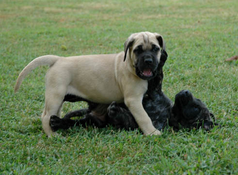 6 weeks old, pictured with Rosie (Fawn Female)