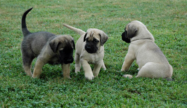 5 weeks old, pictured with Jazz (Fawn/Apricot Male) on the left and Dozer (Fawn Male) on the right