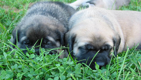 4 weeks old, pictured with Cecelia (Fawn Female) on the right