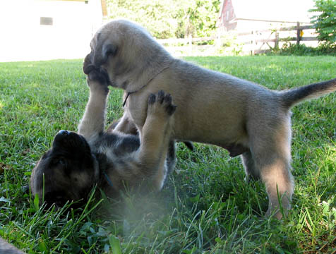 4 weeks old, pictured with Dozer (Fawn Male) on the right