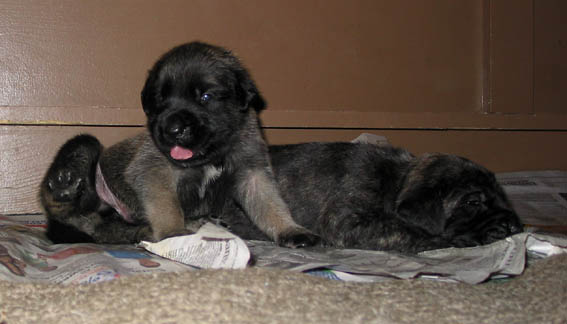 2 weeks old, pictured with Lilly (Brindle Female) on the right