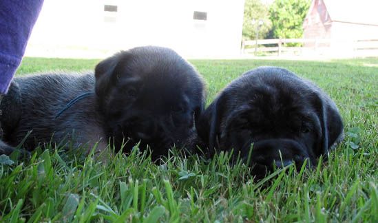 3 weeks old, pictured with Lilly (Brindle Female) on the right