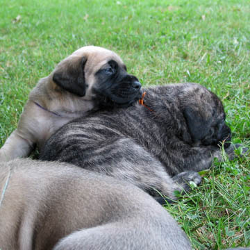 4 weeks old, pictured with Cecelia (Fawn Female)