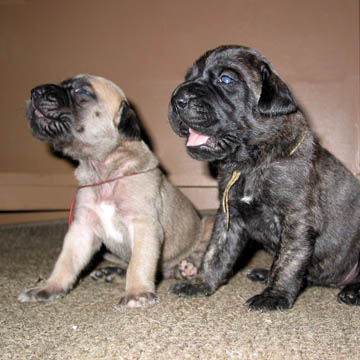 2 weeks old, pictured with Lilly (Brindle Female)