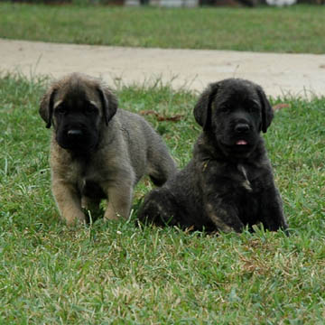 6 weeks old, pictured with Jazz (Fawn/Apricot Male) on the left