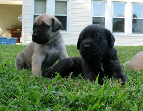 3 weeks old, pictured with Odin (Brindle Male)