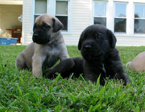 3 weeks old, pictured with Dakota (Fawn Female)