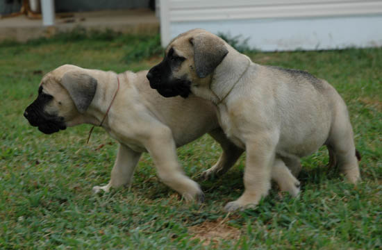 6 weeks old, pictured with Mudge (Fawn Female) on the left