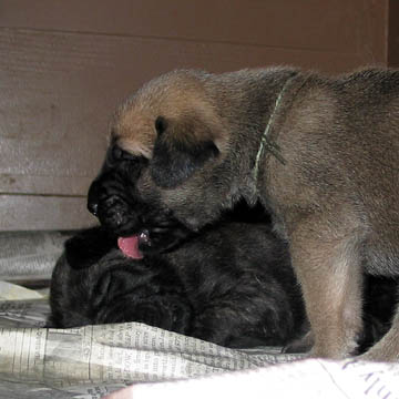 2 weeks old, pictured with Dakota (Brindle Female) laying down