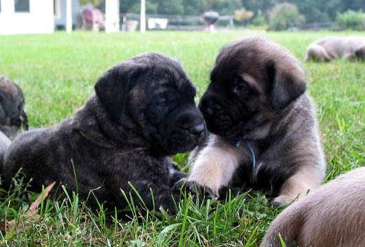4 weeks old, pictured with Lilly (Brindle Female) on the left