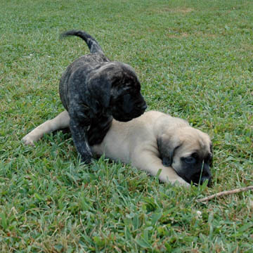 5 weeks old, pictured with Cecelia (Fawn Female)