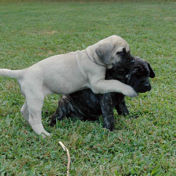 5 weeks old, pictured with Mudge (Fawn Female)