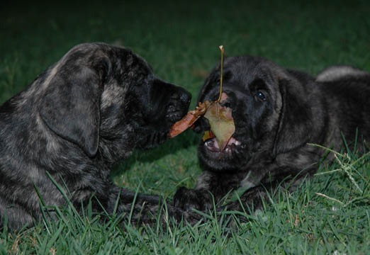 7 weeks old, pictured with Lilly (Brindle Female) on the left