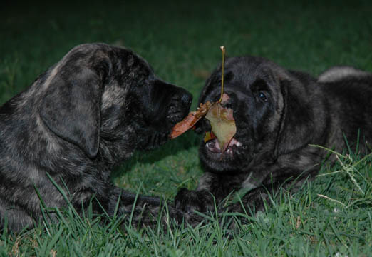 7 weeks old, pictured with Odin (Brindle Male) on the right