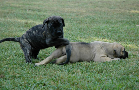 5 weeks old, pictured with Dakota (Fawn Female)