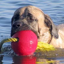 Murphy - Fawn Male American Mastiff