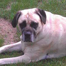 Rosie - Fawn Female American Mastiff