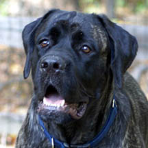 Winston - Brindle Male American Mastiff