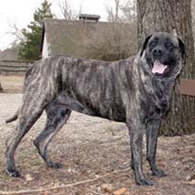 Sprinkles - Brindle Female American Mastiff