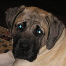 Hugo - Fawn Male American Mastiff