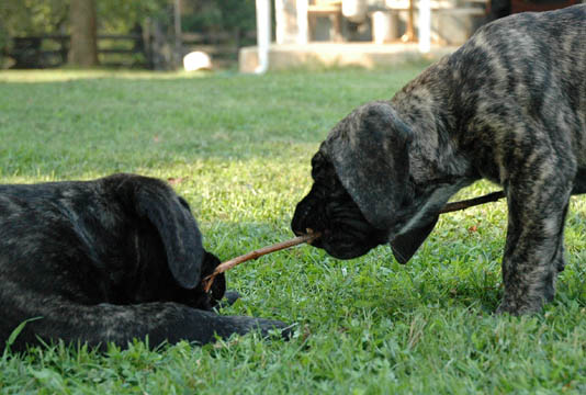 7 weeks old, pictured with Winston (Brindle Male) on the left